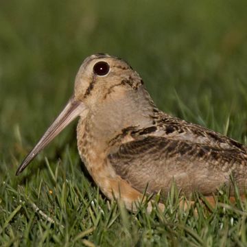 American Woodcock