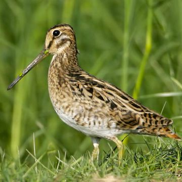 Gallinago stenura