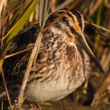 Jack Snipe