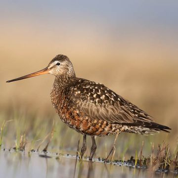 Hudsonian Godwit