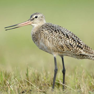 Marbled Godwit