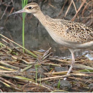 Little Curlew