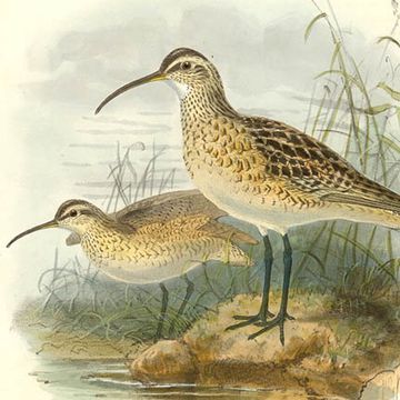 Eskimo Curlew