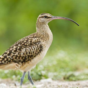 Borstenbrachvogel