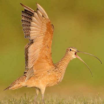 Rostbrachvogel