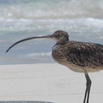 Far Eastern Curlew