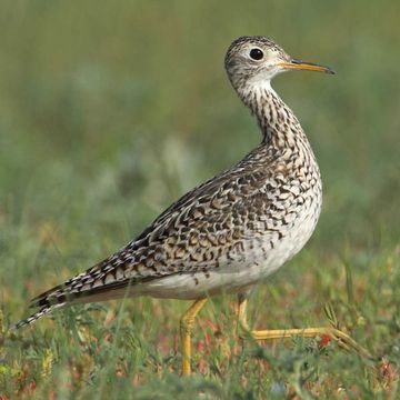 Upland Sandpiper