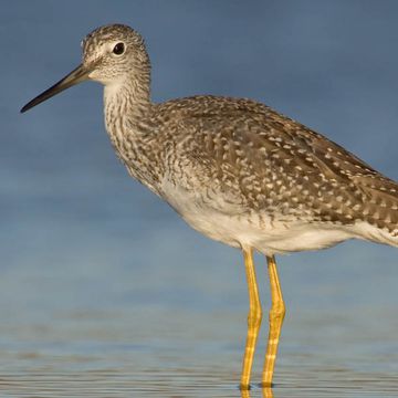 Greater Yellowlegs