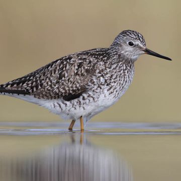 Lesser Yellowlegs