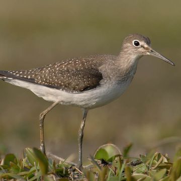 Einsamer Wasserläufer