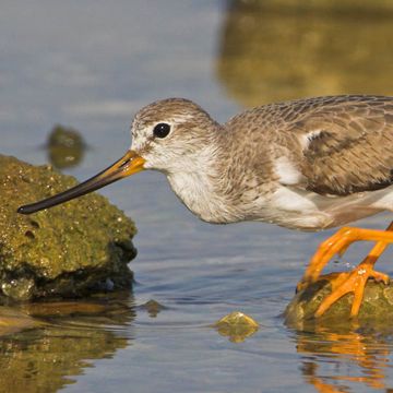 Terek Sandpiper