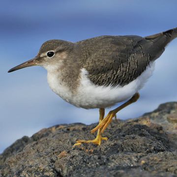 Spotted Sandpiper