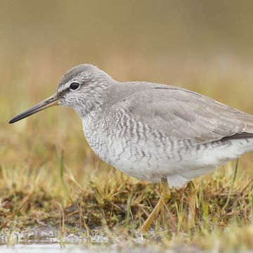 Grauschwanzwasserläufer