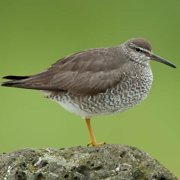 Wandering Tattler