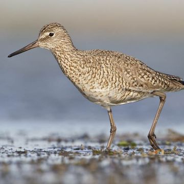 Willet