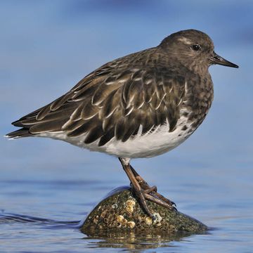 Black Turnstone