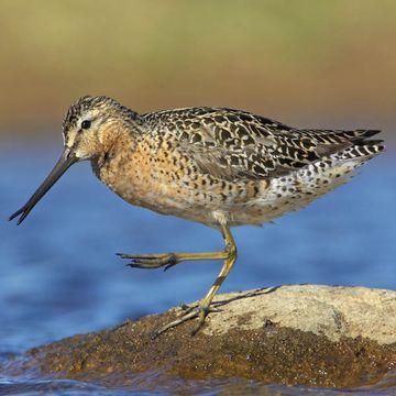 Short-billed Dowitcher