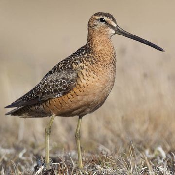 Long-billed Dowitcher