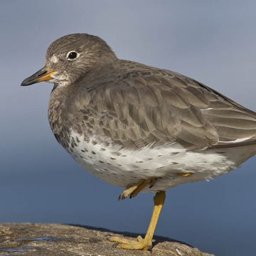 Surfbird