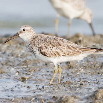 Calidris tenuirostris