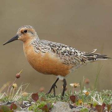 Calidris canutus