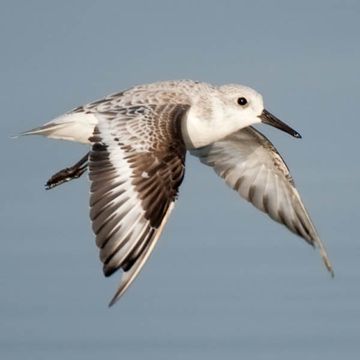 Calidris alba