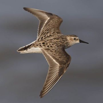 Calidris pusilla