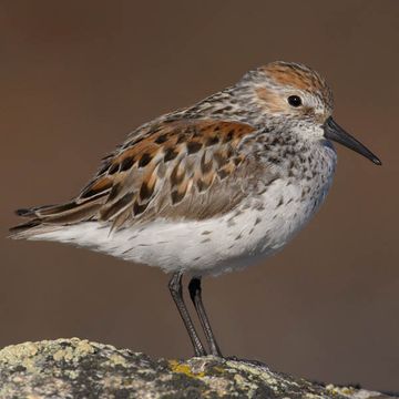 Bergstrandläufer