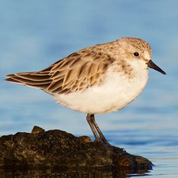 Rotkehlstrandläufer