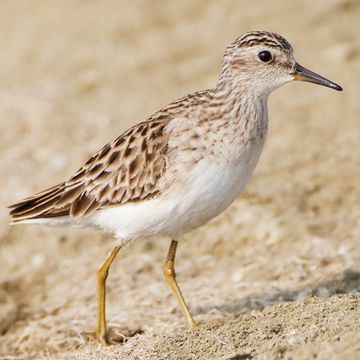 Long-toed Stint