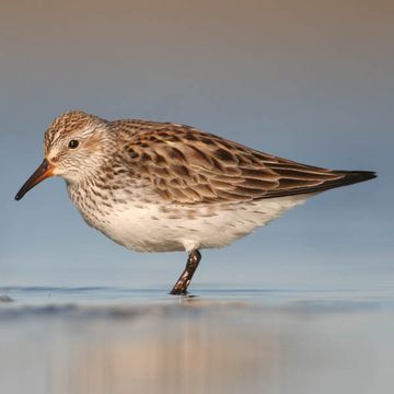 Calidris fuscicollis