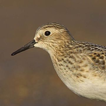 Calidris bairdii