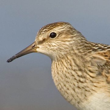 Pectoral Sandpiper