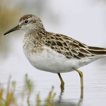 Calidris acuminata