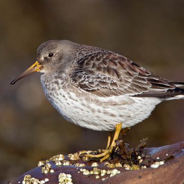 Calidris maritima