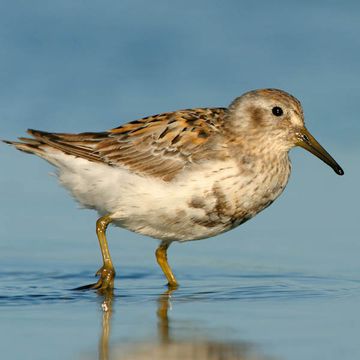 Calidris ptilocnemis