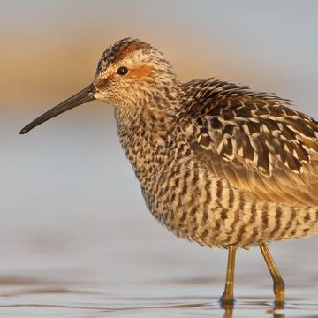 Calidris himantopus