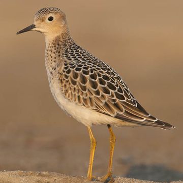 Buff-breasted Sandpiper