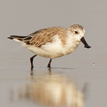 Löffelstrandläufer