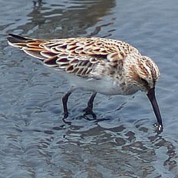 Broad-billed Sandpiper