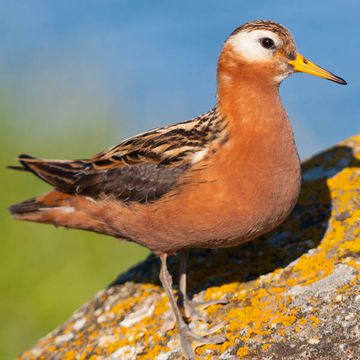 Red Phalarope