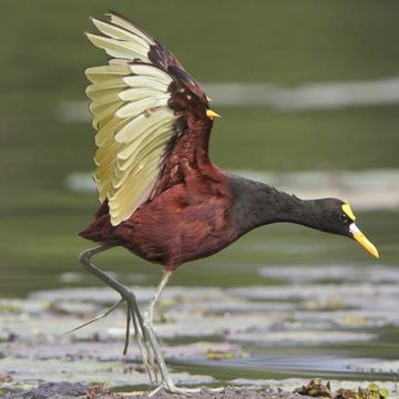 Gelbstirnblatthühnchen