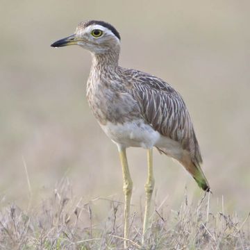 Double-striped Thick-knee