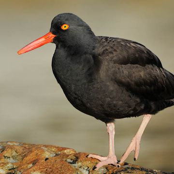 Black Oystercatcher