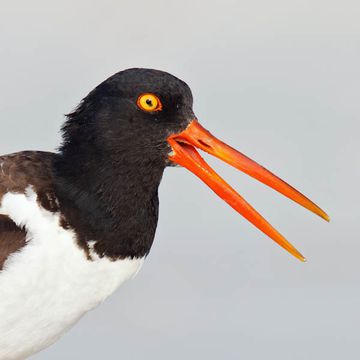 American Oystercatcher