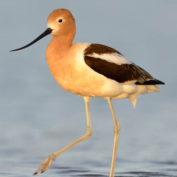 American Avocet