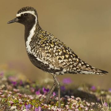 Pacific Golden Plover