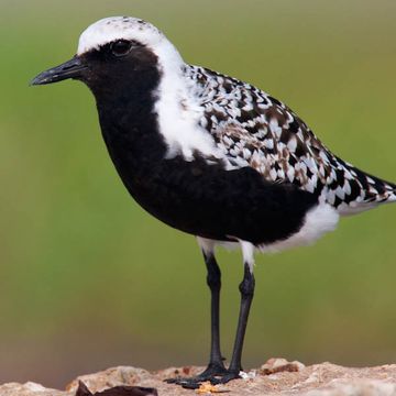 Grey Plover