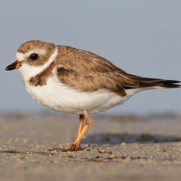 Charadrius semipalmatus