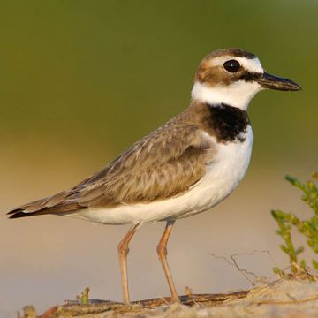 Charadrius wilsonia